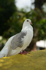 A dove on the ground