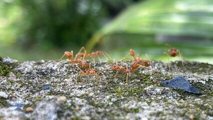 Red ants or Oecophylla smaragdina