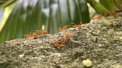 Red ants or Oecophylla smaragdina