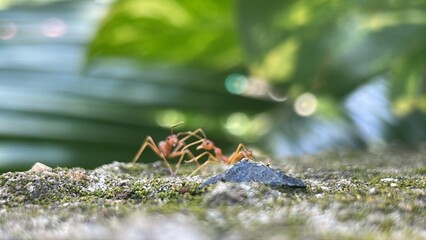 Red ants or Oecophylla smaragdina
