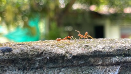 Red ants or Oecophylla smaragdina