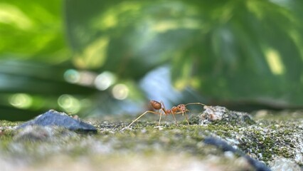 Red ants or Oecophylla smaragdina