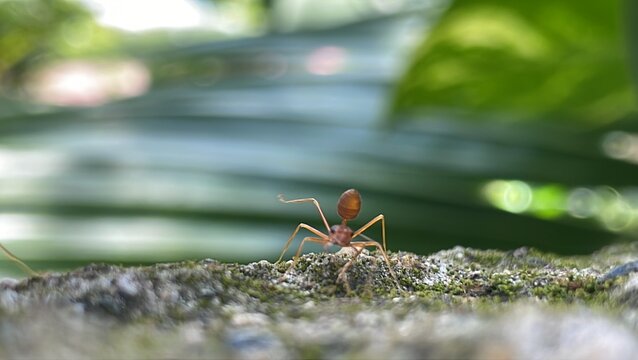 Red ants or Oecophylla smaragdina