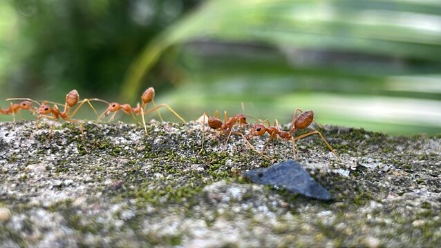 Red ants or Oecophylla smaragdina
