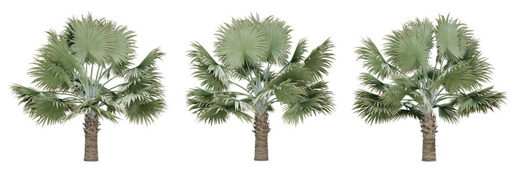 Bismarckia nobilis palm tree on transparent background, png plant, 3d render illustration.