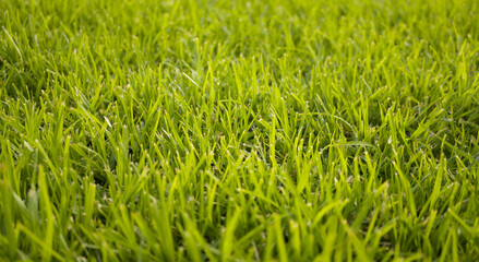 Close up of green grass texture