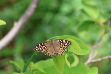 butterfly on leaf