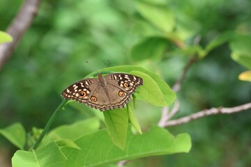butterfly on a leaf