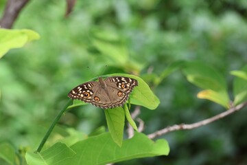 butterfly on leaf