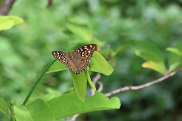 butterfly on a flower