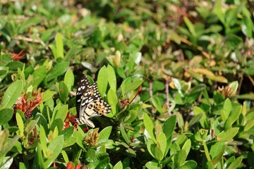 butterfly on a flower