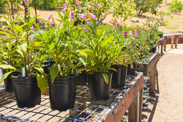 Plant nursery. Variety of flowers, succulents in flower pots  close-up outdoor in a bright sunny day.