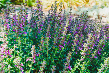 Obraz premium Wall germander (Teucrium chamadrys) plant in bloom. An evergreen subshrub is grown for its attractive, dark green aromatic foliage and its light pink to deep purple flowers