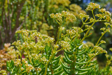 Succulent in bloom in the garden on a bright sunny day