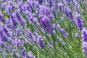 Obraz premium Lavender flowers in the field in a bright sunny day