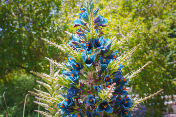 Puya alpestris, Sapphire Tower, giant bromeliad in bloom. Pyramidal flower spikes over 3 ft. long...