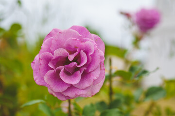 Beautiful pink roses in full bloom in the sun close-up