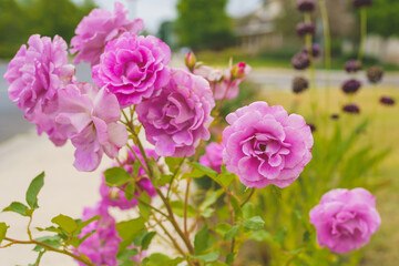 Beautiful pink roses in full bloom in the sun close-up