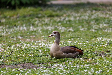 Young egyptian goose in park