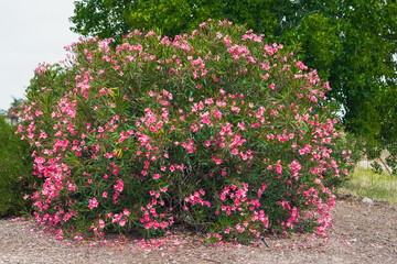 Fototapeta na wymiar Oleander (Nerium oleander) in full bloom. Ornamental plant, shrub, with attractive star-shaped flowers that bloom nearly year-round