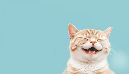 Tuinposter Happy smiling cat on blue green background © iDoPixBox
