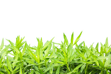 grass isolated on white background, clipping path