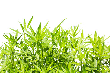 grass isolated on white background, clipping path