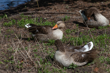free goslings in a nature reserve