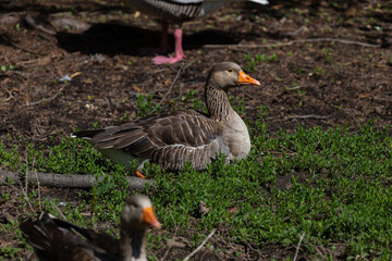 free goslings in a nature reserve