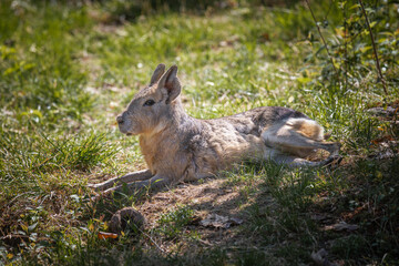 Patagonian hare or malà, immortalized in captivity in a wildlife park