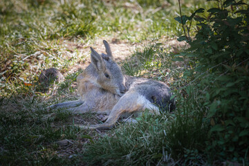 Patagonian hare or malà, immortalized in captivity in a wildlife park