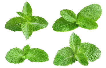 Set of fresh delicious mint leaves cut out