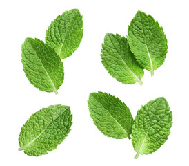 Set of fresh delicious mint leaves cut out - obrazy, fototapety, plakaty