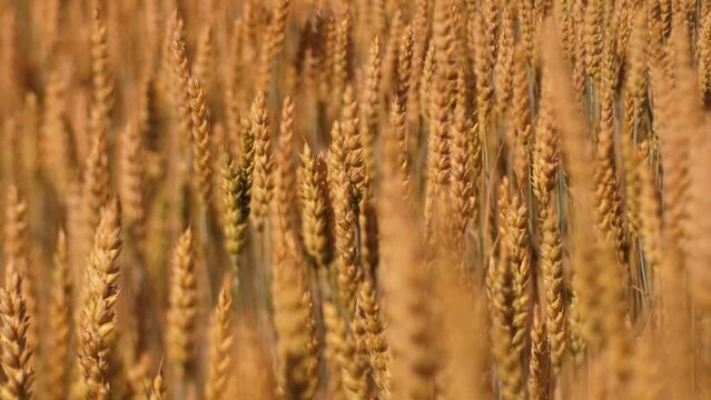 Barley sunset played with sunlight. Barley field blowing in the wind at sunset or sunrise. Sunset on the barley field. Ecological disaster of drought