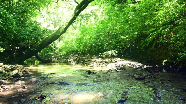 自然によってろ過された天然成分やミネラルが豊富な水が集まり川になります