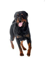 rottweiler in studio