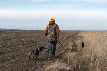 Mature man hunter with gun while walking on field with your dogs