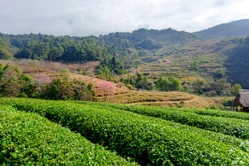 Fototapeta na wymiar Tea plantation amidst mountain