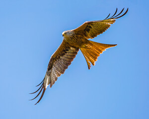 Red Kite