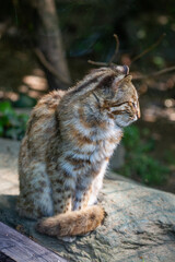 An Amur leopard in a wildlife park