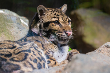 A young clouded leopard in a wildlife park