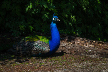 Fototapeta premium Royal Peafowl or King Peafowl immortalized in captivity