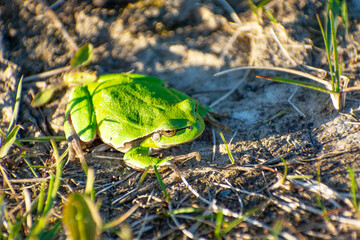 Green frog basking in the sun, eastern Poland