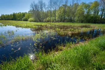 Foto op Plexiglas View of the green wet meadow in front of the forest, eastern Poland © darekb22