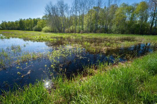 View of the green wet meadow in front of the forest, eastern Poland