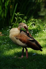 A picture clicked in Amsterdam