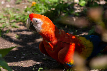 a red scarlet macaw parrot captured in captivity