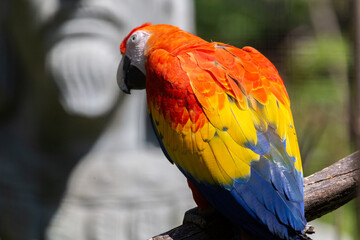 a red scarlet macaw parrot captured in captivity