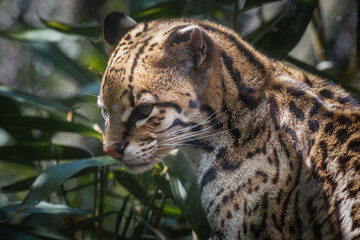 An ocelot, or a couple, in a wildlife park