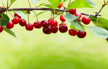 Branch of ripe, sweet cherries on a tree in garden. Blurred background.